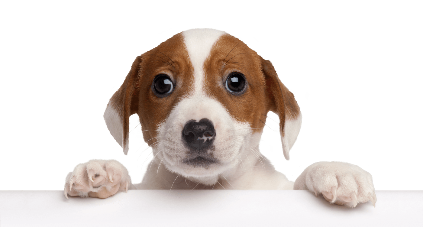 Popdog
